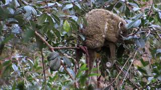 Green Ringtail Possum and baby in Wondecla Atherton Tablelands Qld [upl. by Kelcie]