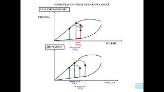 8  Physiologie cardio vasculaire partie 8 [upl. by Aihcila]