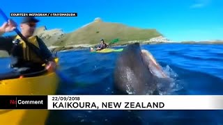 Attaccato da un polpo lanciato da una foca lincredibile avventura di Kyle [upl. by Gerhardine]