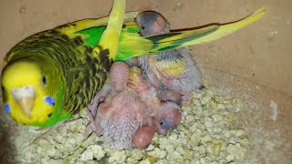 budgies parrot feeding chicks video [upl. by Ellirehs747]