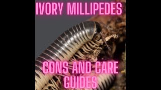 Ivory Millipede  Care and Cons [upl. by Borg]