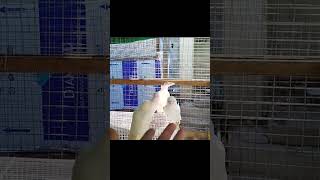 White crow birds shortvideo viralreel [upl. by Akere]