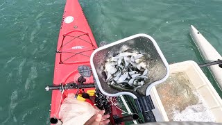 Bad Weather  Live Pilchards  Awesome Day Live Bait Matters [upl. by Barimah853]