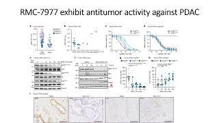 RMC7977 Rasinhibitor exhibits antitumor activity against Pancreatic cancer PDAC Code 717 [upl. by Veronique]