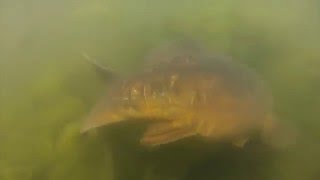 Farlows Lake Carp Spawning 2016 [upl. by Ibocaj]