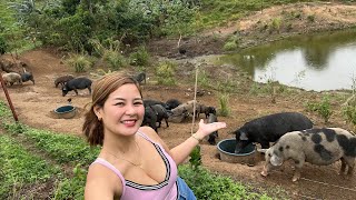 Ang laki nang Nilusig nang mga Alaga kong baboy sa Bukid [upl. by Irac165]