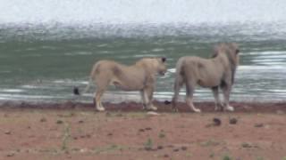 Hippo charges Lions with cubs on safari in South Africa [upl. by Katheryn158]