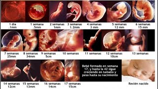 ETAPAS DEL EMBARAZO  EL EMBARAZO POR DENTRO SEMANA A SEMANA HASTA EL PARTO EN VIVO [upl. by Abbey]