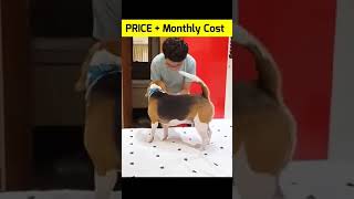 Beagle price in India and monthly Expenses shorts beagle dog [upl. by Aicatsal]