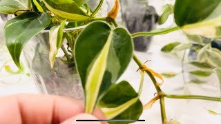 Plants That Love Growing In Acrylic And Care Tips [upl. by Ahserak945]