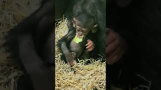 Little Baby Chimp 🥰🥰🥰 animals monkey baby wildlife zoo cuteanimals [upl. by Eb916]