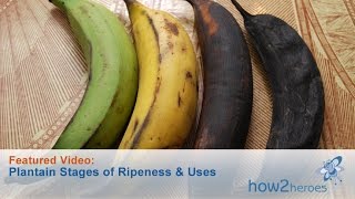 Plantain States of Ripeness and Uses [upl. by Tomlin723]