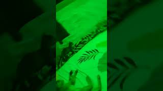 Kitten Masti  Pet Masti Add  Cat and Kitten Funny Video [upl. by Eleph]