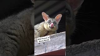 Cute Wild Possum at Movie World Theme Park [upl. by Aracal]