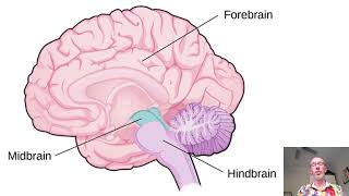 3 major brain areas VCE Psychology [upl. by Ahsikal797]