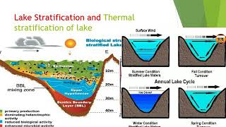 Lake stratification and thermal stratification of Lake in hindi [upl. by Berny]