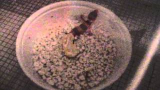 My Leopard Gecko HATCHED [upl. by Katherine541]