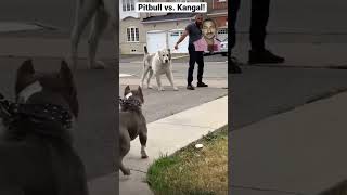 dog dogfights pitbullprotection doglover pitbullvs funny dog pets dogfight husky rap [upl. by Phineas]