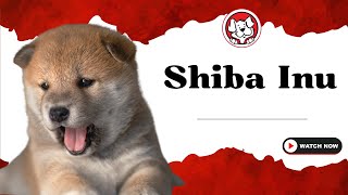 Unleash The Fun Facts Shiba Inu Puppies [upl. by Beata]