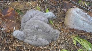 Captiva Eagle Cam 15012024 1006 [upl. by Jamima]