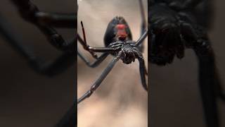 How DEADLY Is The REDBACK SPIDER spider wildlife [upl. by Etteniuqna645]