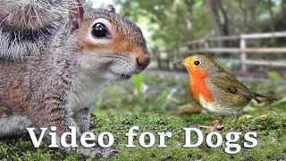 Videos for Dogs to Watch Extravaganza  Dog Watch TV  8 Hours of Birds and Squirrel Fun for Dogs ✅ [upl. by Tynan363]