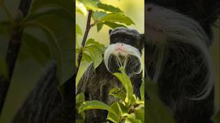 EMPEROR TAMARIN [upl. by Chance]