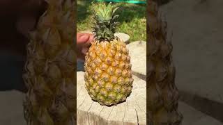 Peel and cut the pineapple agriculture fruit fruitcutting agrifood farming delicious [upl. by Rosie]