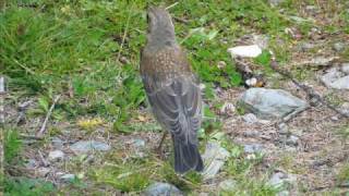 quotWacholderdrossel Turdus pilarisquot eine Bilderschau von Karin und Wolfgang Schmökel [upl. by Mimajneb]