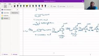 Biosynthesis of Cinnamic Acid Derivatives [upl. by Ocirled312]