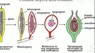 Evolution of seed habit by Dr Saroj Fagodia [upl. by Hammerskjold]