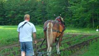 Horse Drawn Cultivator 2 [upl. by Teufert601]