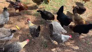 بداية نجاح مشروع  تربية الدجاج البياض ماشاءالله reels chicken farming [upl. by Legnaros]