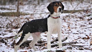 BUYING A TREEING WALKER COONHOUND PUPPY Whats Next [upl. by Claudy728]