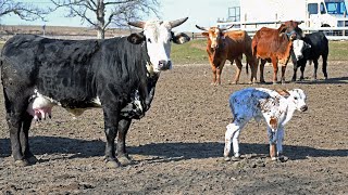 CONOCIENDO A RANCHO 5 DE MAYO EN EL ESTADO ILLINOIS [upl. by Rokach855]