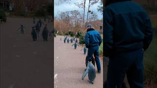 This zoo hosts Penguin Parades [upl. by Milstone]