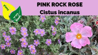 Pink Rock Rose  Cistus incanus [upl. by Haroppiz]