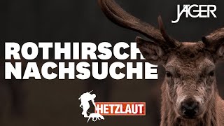 Hetzlaut 14 km Hetze auf Rothirsch  JÄGER Nachsuchen mit Chris Balke [upl. by Oad97]