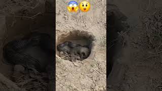 snake and mongoose real fight😱 viralvideo shortsfeed mongoose​cobra​mongoosevscobra [upl. by Akerboom544]