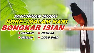 🔴 LIVE 07  pancingan SORE  MALAM HARI 100 bikin MURAI BATU GACOR bongkar isian Cililin gacor [upl. by Anuahs]