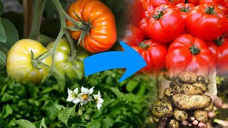 Tomaten mit Kartoffeln veredeln [upl. by Arhoz181]