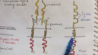 Receptor tyrosine kinase Phosphatase  RTKs serine threonine kinase  ENZYME LINKED RECEPTORS [upl. by Adnohsek23]