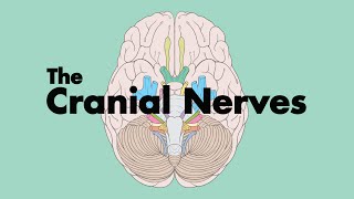 How to Remember the Cranial Nerves Mnemonic  MEDZCOOL [upl. by Yrocal]