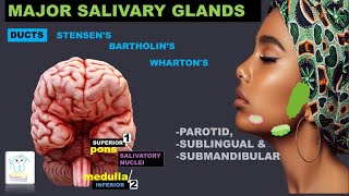 Major Salivary Glands amp their ductsParotid Submandibular Sublingual Anatomy [upl. by Tynan]