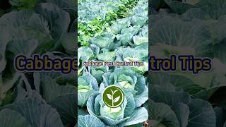 Cabbage pest control tips for your garden and your vegetables shortvideo youtubeshorts garden [upl. by Enirahtak116]