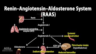 The Renin–Angiotensin–Aldosterone System RAAS Animation [upl. by Hemetaf180]