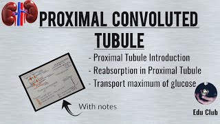 Proximal Convoluted Tubule  Tubular Reabsorption  Transport Maximum for Glucose  Renal Physio [upl. by Eerpud]