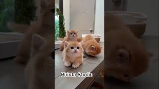 cat cat cute catlover catlovers catshorts catvideo kucing kucinglucu kucingimut [upl. by Notsnarc935]