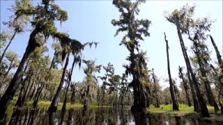 Shell Bank Bayou Kayak [upl. by Whitnell504]