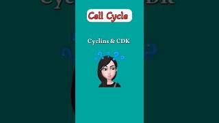 CYCLINS amp CDKs  CELL CYCLE REGULATION [upl. by Ahsimaj]